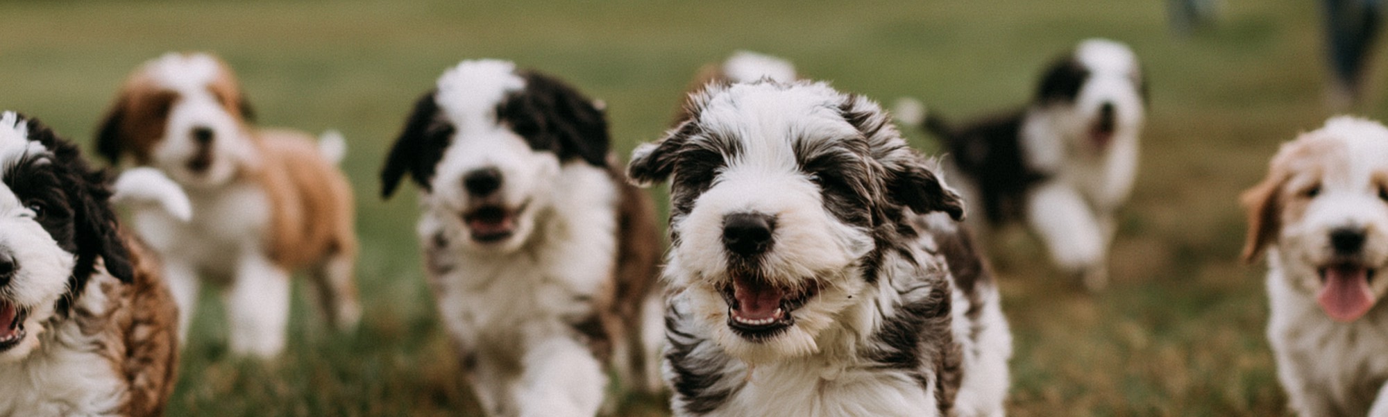 Bernedoodle puppies running on the farm