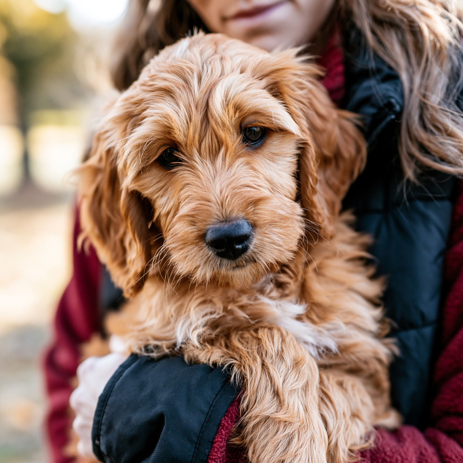 Lakeshore puppy