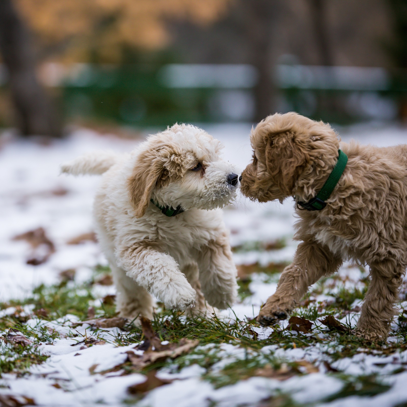 Lakeshore puppies playing