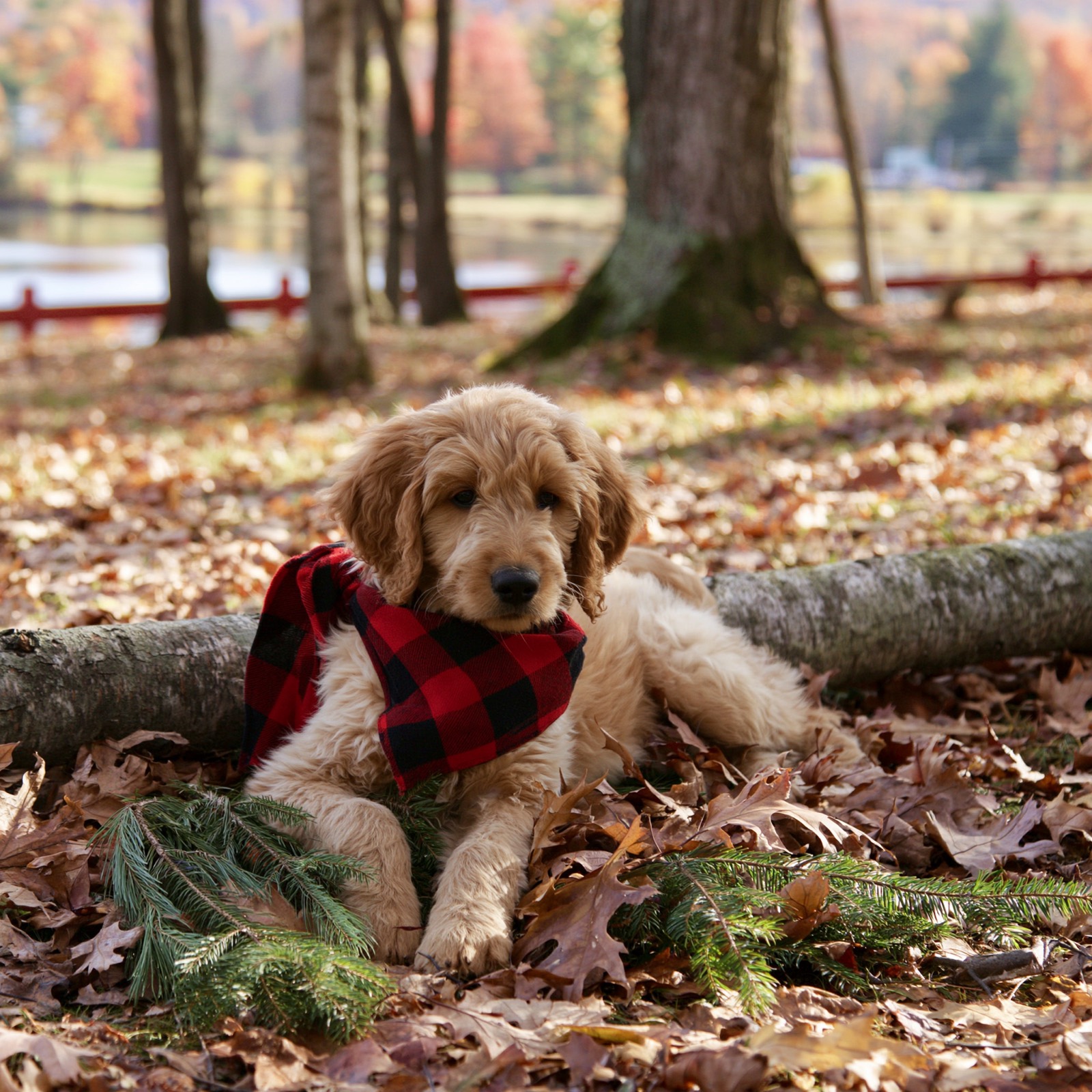 Lakeshore puppy