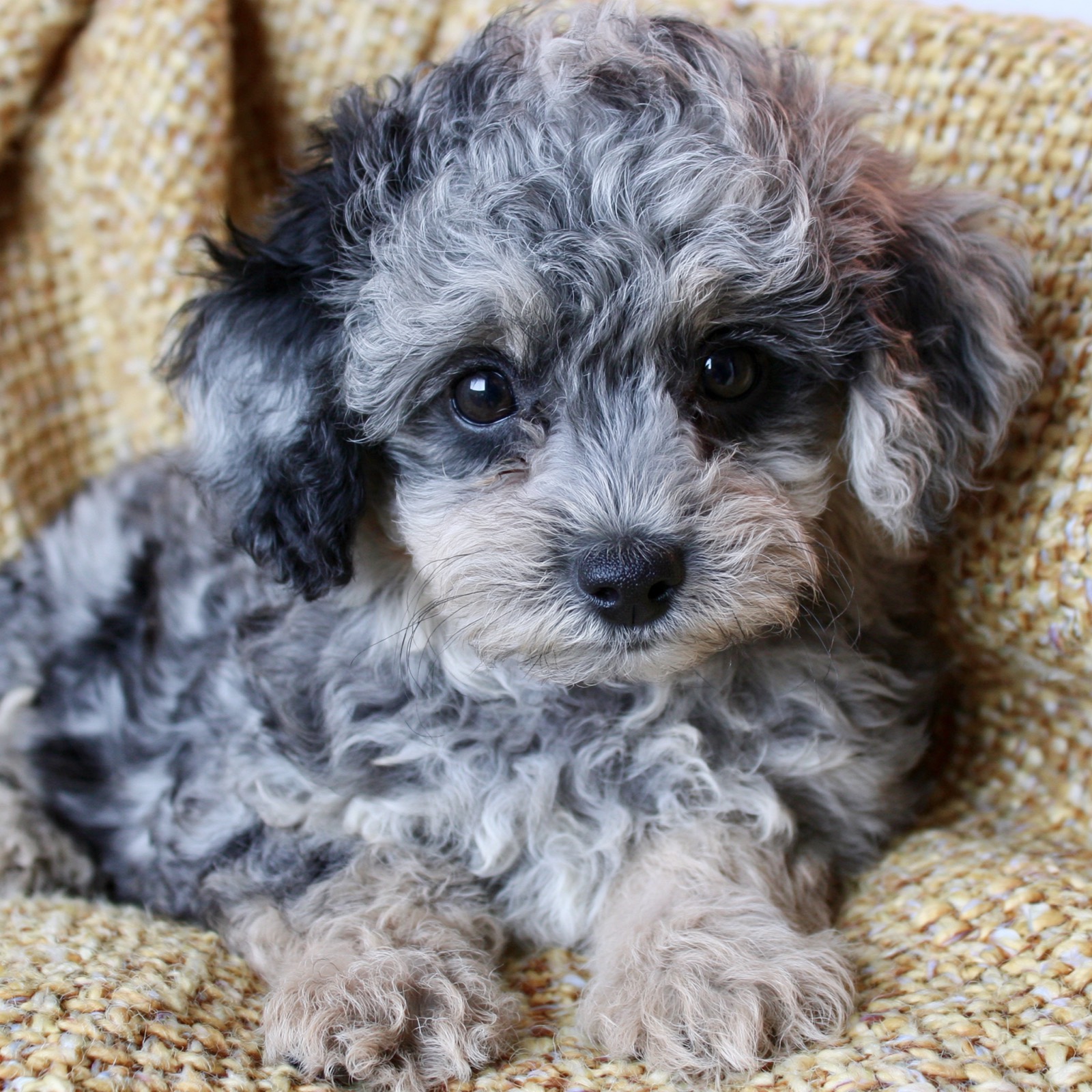 Cooper