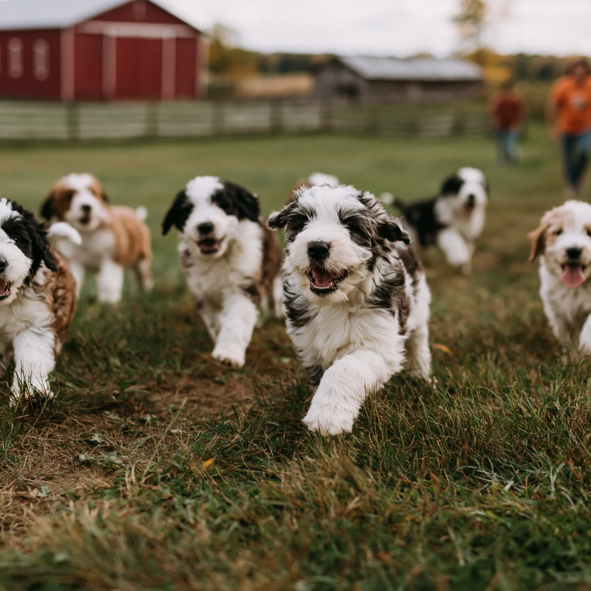 Guardian family with their dog outdoors