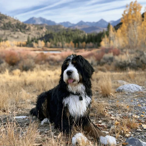 Featured puppy portrait — arched