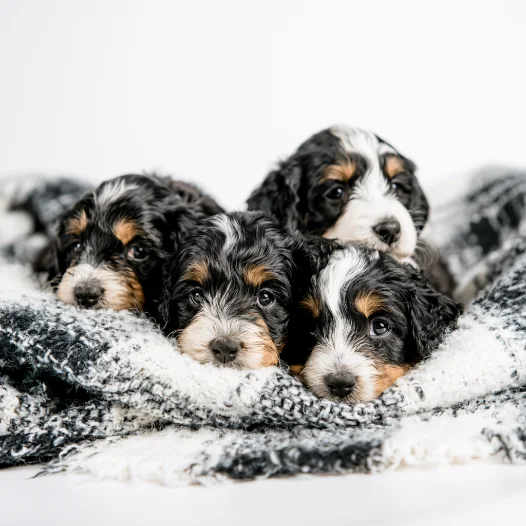 Puppy in hands (square)
